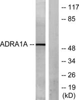 AR-α1A Polyclonal Antibody
