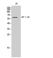 AR-α1B Polyclonal Antibody