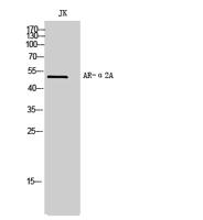 AR-α2A Polyclonal Antibody