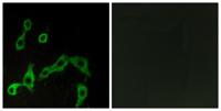 AR-α2A Polyclonal Antibody