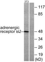 AR-β2 Polyclonal Antibody