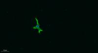 AR-β3 Polyclonal Antibody
