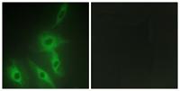 AS250 Polyclonal Antibody