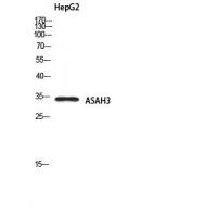 ASAH3 Polyclonal Antibody