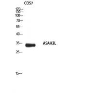 ASAH3L Polyclonal Antibody