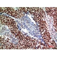 ASAH3L Polyclonal Antibody