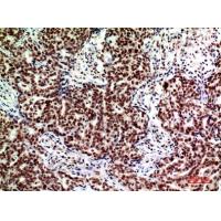 ASAH3L Polyclonal Antibody