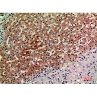 ASAH3L Polyclonal Antibody