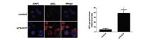 ASC Polyclonal Antibody