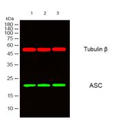 ASC Polyclonal Antibody