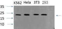 ASC Polyclonal Antibody