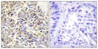 ASC Polyclonal Antibody