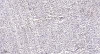 ASC-1 Polyclonal Antibody