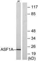 Asf1a Polyclonal Antibody