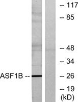 ASF1B Polyclonal Antibody