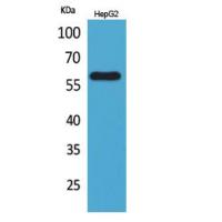 ASIC3 Polyclonal Antibody