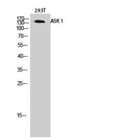 ASK 1 Polyclonal Antibody