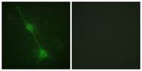 Ataxin-1 Polyclonal Antibody