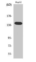 Ataxin-2 Polyclonal Antibody