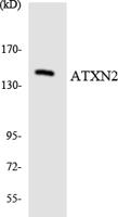Ataxin-2 Polyclonal Antibody