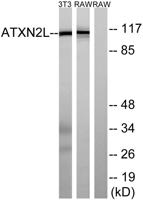 Ataxin-2L Polyclonal Antibody