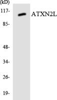 Ataxin-2L Polyclonal Antibody