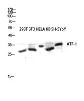 ATF-1 Polyclonal Antibody