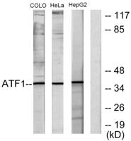 ATF-1 Polyclonal Antibody