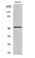 ATF-2 Polyclonal Antibody