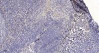 PLUNC Polyclonal Antibody