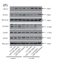 PLXD1 Polyclonal Antibody