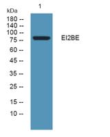 EI2BE Polyclonal Antibody