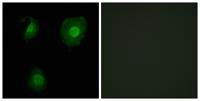 EID-1 Polyclonal Antibody