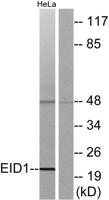 EID-1 Polyclonal Antibody