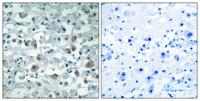 eIF1AY Polyclonal Antibody