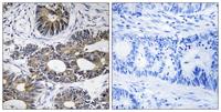 eIF1AY Polyclonal Antibody