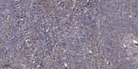 eIF1B Polyclonal Antibody
