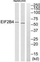 eIF2Bδ Polyclonal Antibody