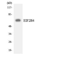 eIF2Bδ Polyclonal Antibody