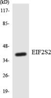 eIF2β Polyclonal Antibody
