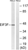 eIF3ε Polyclonal Antibody