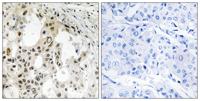 eIF3ζ Polyclonal Antibody