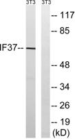 eIF3ζ Polyclonal Antibody