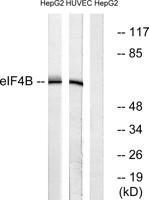 eIF4B Polyclonal Antibody