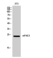 eIF4E3 Polyclonal Antibody