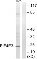 eIF4E3 Polyclonal Antibody