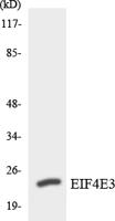 eIF4E3 Polyclonal Antibody