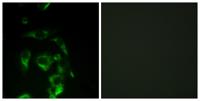 eIF4G Polyclonal Antibody