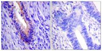 eIF4G Polyclonal Antibody