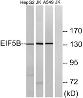 eIF5B Polyclonal Antibody